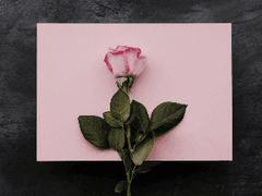 사랑하지 않는 사이