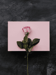 사랑하지 않는 사이