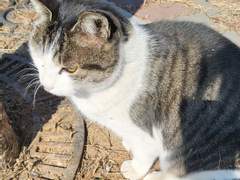 겨울바다 그리고 냥이