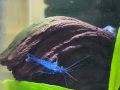 어항 이사 대작전