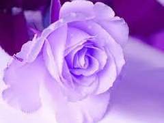 Charlotte Rosenthal 11 마법학부