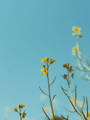 청염의 잔재가 하늘에서 내릴때