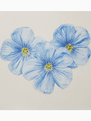 식물 그림 모음