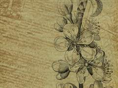 To. 아이샤 L. 멜로우