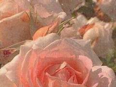 Chloe Astin Aprilis 𖤐 12 𖤐 정령부