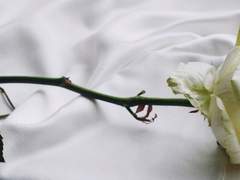 𝔽𝕝𝕠𝕤 𝔽𝕖𝕣𝕣𝕚