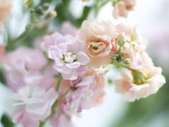 [단편/채햄 - 리네이밍] 비단향꽃무