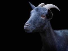 현 유성 / Xx / 사마혼