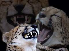 일지 편재 남자/여자