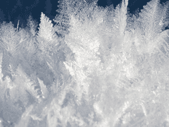 유설화 / 18 / 북극여우