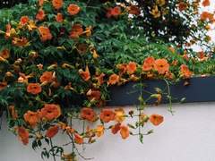 너무 시끄러운 인생 5