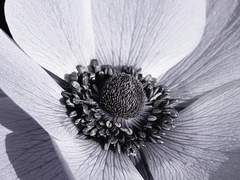 어느 一等星의 마지막 깜빡임.