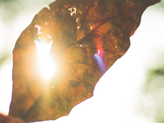 You’re my sunshine 1