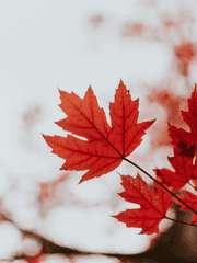 메이플스토리 드림