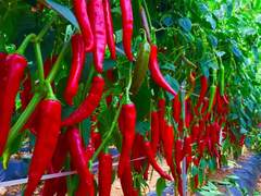 바바리맨 만나서 경찰서 갓던 썰