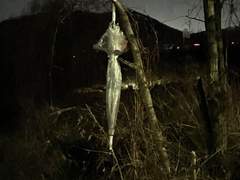 『49』 거리에서 들리는 종소리를 비난할 것인지?