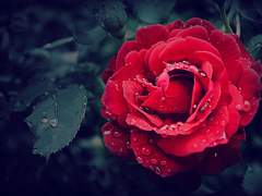 별을 보기 위해 피어난 장미에게