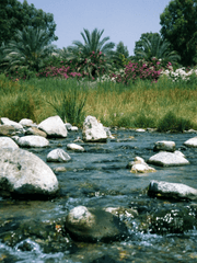 타르탈리아x종려