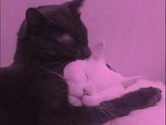 [고죠유지]두 개의 달