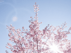 탄생과 기적, 봄이 여름을 통해.