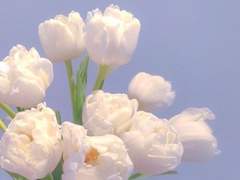 모든 것을 두고 날아가,