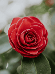 동백꽃, 벚꽃 그리고 패랭이꽃