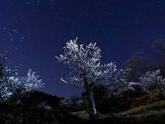 慕(그리워할 모)