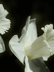 Diantha Rose Charlotte