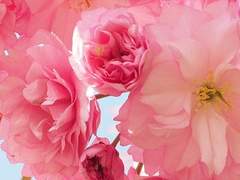 맑은 세상을 담은 캠코더