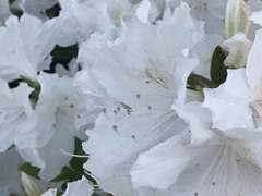 [밍쫑] 흰 꽃이 저무는 날_00