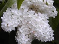 그리움(특별 편)