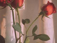 [ 로페즈 트와일라잇 / 20 / XX / 데메테르 ]