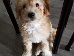 알고 보니 반려견이 수인이었던 건에 대하여 - 1