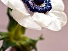 또 다시 봄이 오기를 바라?