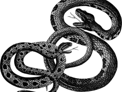 바다뱀의 아리아