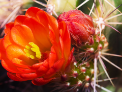 Leb wohl, meine Sonne