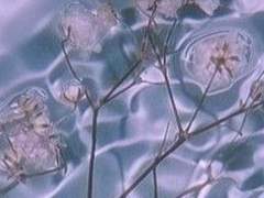 [언젠가 썩어 문드러질 것이지만]