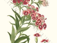 나는 왜 패랭이 꽃을 좋아할까