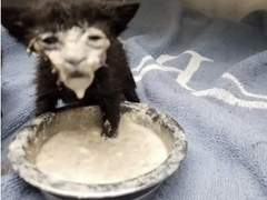 19년차 장 트러블러의 학교생활 개논문 에세이