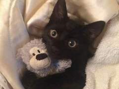 금사빠의사랑이야기