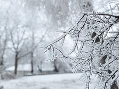 The Bird Of Paradise