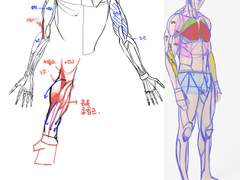 2022년 2월 26일 (토) <해부학>