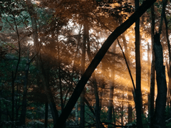 여우설화 외전, 제 1장