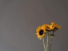 In the garden, under the sunflower...