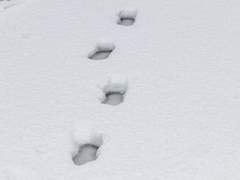 새하얀 설원 위 눈자국 밟고.