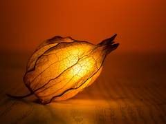 황혼을 거닐고.