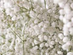 [도리벤 드림] 愛別離苦 : 애별리고