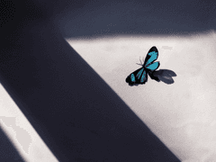 나비 날개를 만지지 마세요