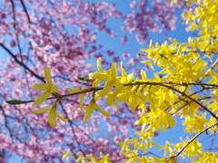 그리고 찾아오는 것은 완연한 봄이니,