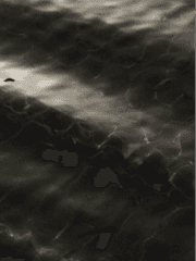 True love: 진실 된 사랑을 찾아서